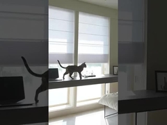 100% de poliéster para persianas de rodillo para ventanas